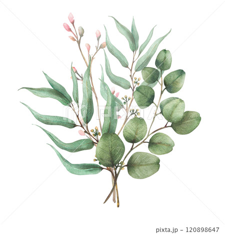 Eucalyptus seeded, silver dollar tree plant. Laurel branch and twig with pink buds and flowers. Botanical Watercolor arrangement, hand drawn illustration for greeting card isolated from background  120898647