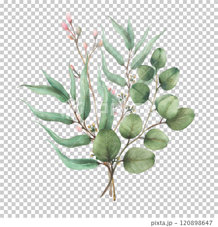 Eucalyptus seeded, silver dollar tree plant. Laurel branch and twig with pink buds and flowers. Botanical Watercolor arrangement, hand drawn illustration for greeting card isolated from background  120898647