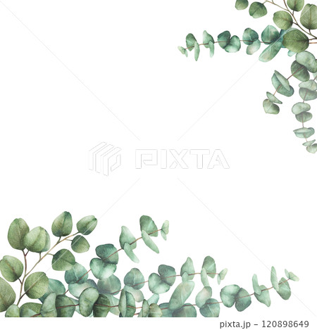 Eucalyptus plant square frame Greenery Watercolor arrangement Green silver dollar tree branches with round leaves hand drawn illustration. Template for wedding, greeting card isolated from background Eucalyptus plant square frame Greenery Watercolor arrangement Green silver dollar tree branches with round leaves hand drawn illustration. Template for wedding, greeting card isolated from background 120898649