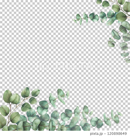 Eucalyptus plant square frame Greenery Watercolor arrangement Green silver dollar tree branches with round leaves hand drawn illustration. Template for wedding, greeting card isolated from background  120898649