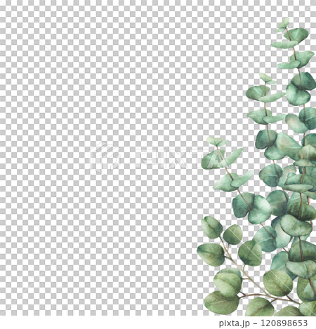 Eucalyptus plant card template. Watercolor arrangement Green silver dollar tree branches with round green leaves hand drawn illustration. Clipart for wedding, greeting design isolated from background  120898653