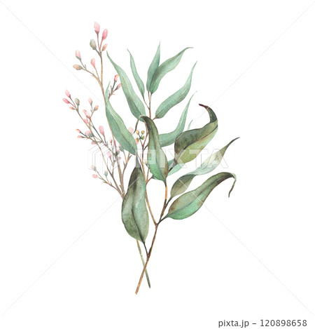 Eucalyptus seeded plant, laurel branch and twig with pink rose buds or little flowers. Botanical Watercolor arrangement, hand drawn illustration for invitation, greeting card isolated from background Eucalyptus seeded plant, laurel branch and twig with pink rose buds or little flowers. Botanical Watercolor arrangement, hand drawn illustration for invitation, greeting card isolated from background 120898658