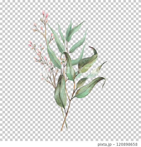 Eucalyptus seeded plant, laurel branch and twig with pink rose buds or little flowers. Botanical Watercolor arrangement, hand drawn illustration for invitation, greeting card isolated from background  120898658