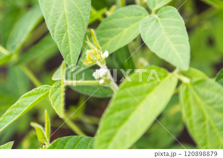 Fresh green soy plants on the field in spring. Rows of young soybean plants  120898879
