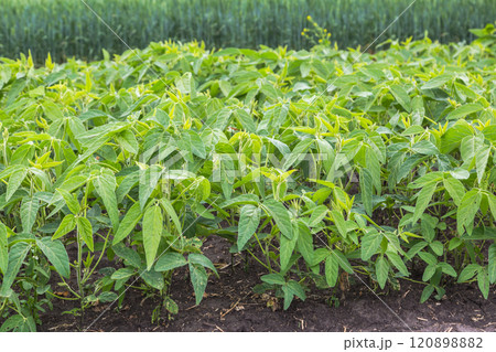 Fresh green soy plants on the field in spring. Rows of young soybean plants Fresh green soy plants on the field in spring. Rows of young soybean plants 120898882