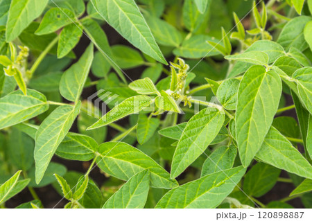 Fresh green soy plants on the field in spring. Rows of young soybean plants  120898887