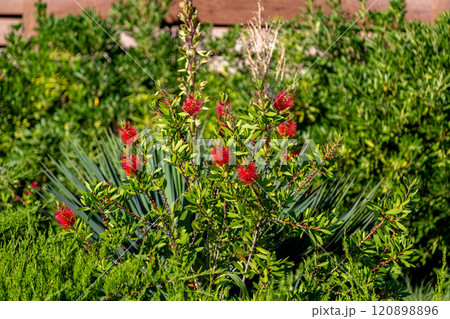Blooming Bottlebrush Plant Callistemon citrinus. Red fluffy flower heads on the evergreen shrub Blooming Bottlebrush Plant Callistemon citrinus. Red fluffy flower heads on the evergreen shrub 120898896