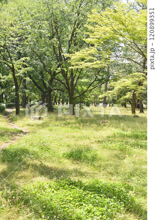 京都御苑の木々 120899351