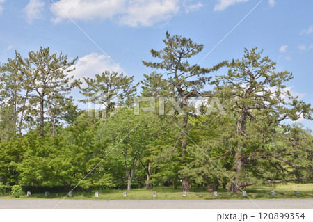 京都御苑の木々 京都御苑の木々 120899354