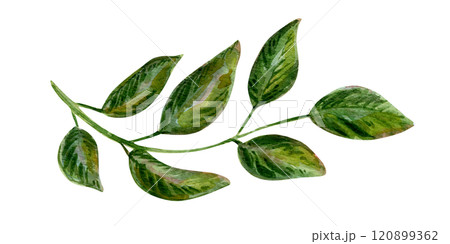 Watercolor illustration set featuring vibrant leaves and foliage. Hand-painted elements include a variety of natural designs. Perfect for botanical and creative projects 120899362