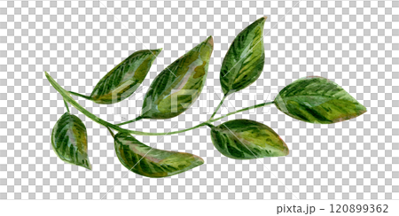 Watercolor illustration set featuring vibrant leaves and foliage. Hand-painted elements include a variety of natural designs. Perfect for botanical and creative projects Watercolor illustration set featuring vibrant leaves and foliage. Hand-painted elements include a variety of natural designs. Perfect for botanical and creative projects 120899362