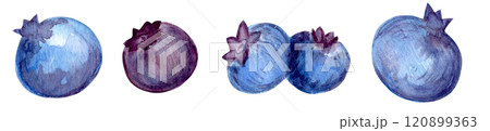 Blueberry watercolor collection with juicy berries and lush foliage. Hand-painted elements include leaves, berries, and botanical accents. Ideal for DIY projects, stationery, and more 120899363