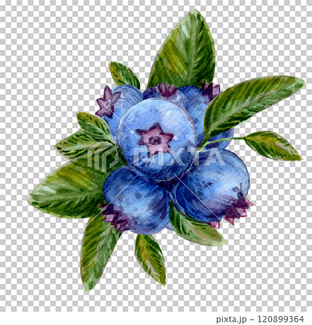 A detailed watercolor illustration of blueberries surrounded by lush greenery. The artwork highlights fresh, ripe berries with rich textures and vibrant colors. Perfect for nature and food lovers 120899364