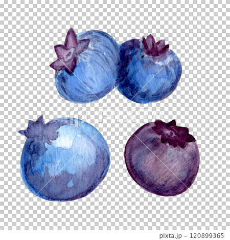 Blueberry watercolor collection with juicy berries and lush foliage. Hand-painted elements include leaves, berries, and botanical accents. Ideal for DIY projects, stationery, and more 120899365