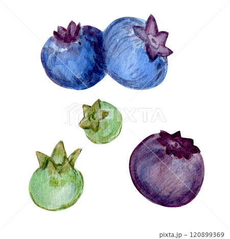 Watercolor set of botanical elements with blueberries and leaves. Juicy berry illustrations paired with delicate green foliage. A versatile collection for creative projects and branding Watercolor set of botanical elements with blueberries and leaves. Juicy berry illustrations paired with delicate green foliage. A versatile collection for creative projects and branding 120899369