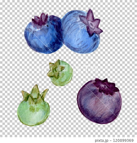 Watercolor set of botanical elements with blueberries and leaves. Juicy berry illustrations paired with delicate green foliage. A versatile collection for creative projects and branding Watercolor set of botanical elements with blueberries and leaves. Juicy berry illustrations paired with delicate green foliage. A versatile collection for creative projects and branding 120899369