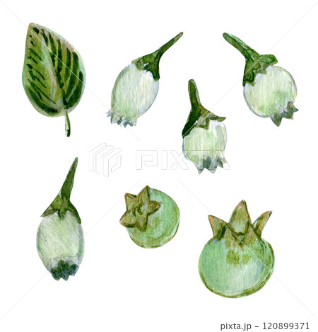 Watercolor set of botanical elements with blueberries and leaves. berry green illustrations paired with delicate green foliage. A versatile collection for creative projects and branding Watercolor set of botanical elements with blueberries and leaves. berry green illustrations paired with delicate green foliage. A versatile collection for creative projects and branding 120899371