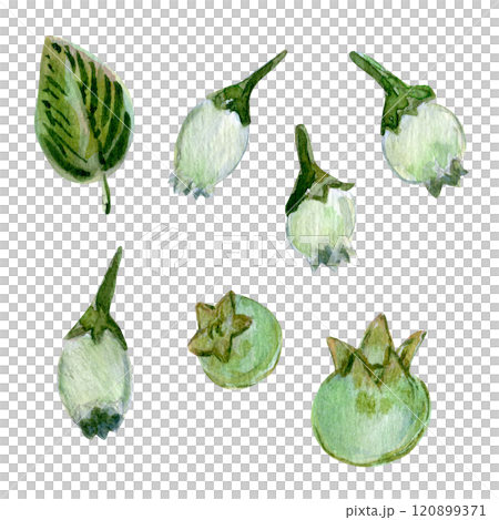 Watercolor set of botanical elements with blueberries and leaves. berry green illustrations paired with delicate green foliage. A versatile collection for creative projects and branding Watercolor set of botanical elements with blueberries and leaves. berry green illustrations paired with delicate green foliage. A versatile collection for creative projects and branding 120899371