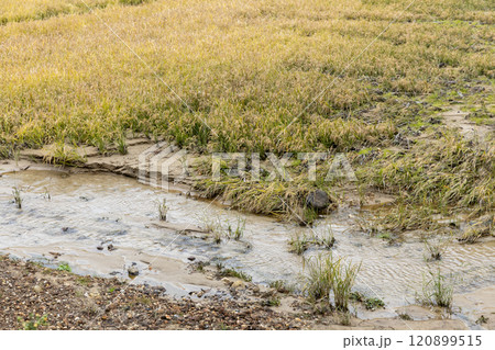 土砂が流入した水田 120899515