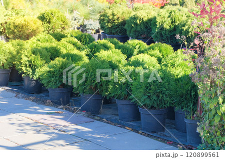 Cypress seedlings are sold in store. Potted evergreen tree seedlings. Seedlings of coniferous plants for landscape design. Sunny day. Cypress seedlings are sold in store. Potted evergreen tree seedlings. Seedlings of coniferous plants for landscape design. Sunny day. 120899561