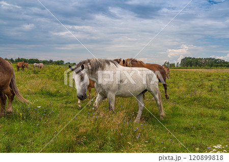 horses heavyweights walking in nature horses heavyweights walking in nature 120899818