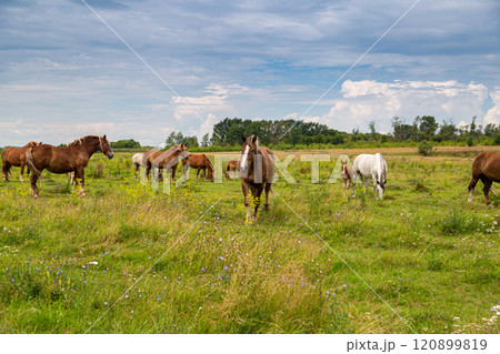 horses heavyweights walking in nature horses heavyweights walking in nature 120899819