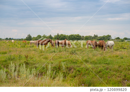 horses heavyweights walking in nature horses heavyweights walking in nature 120899820