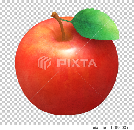 Hand-drawn watercolor illustration of red apples and leaves_fresh fruit 120900052