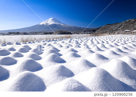 冬のラベンダー畑と富士山の風景　河口湖大石公園 120900256