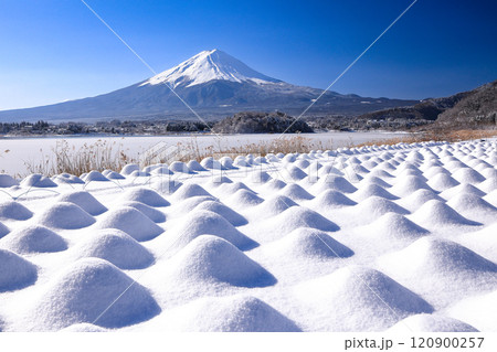 冬のラベンダー畑と富士山の風景　河口湖大石公園 120900257