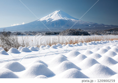 冬のラベンダー畑と富士山の風景 河口湖大石公園 冬のラベンダー畑と富士山の風景 河口湖大石公園 120900259