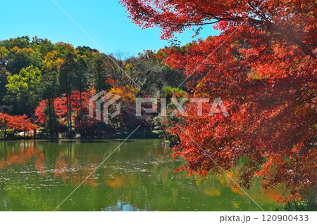 薬師池公園のモミジ 薬師池公園のモミジ 120900433