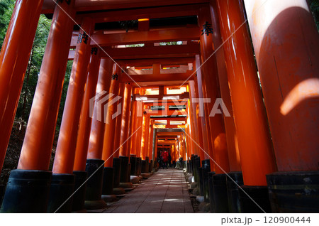 伏見稲荷の鳥居 120900444