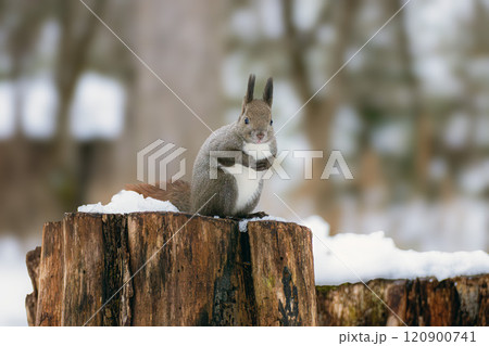 冬のエゾリス 120900741