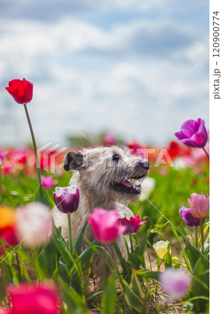 Smiling Dog Among Blooming Tulips 120900774