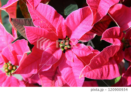 Closeup of vibrant pink poinsettia flowers with lush green bracts and buds illuminated by sunlight. Bold colors and rich texture, create a festive and elegant look, ideal for Christmas holiday designs 120900934