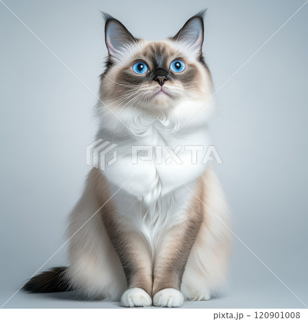 sleek Siamese cat with striking blue eyes sitting upright gracefully 120901008