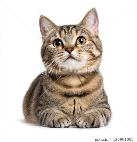 sleek tabby cat with big eyes, resting on white background sleek tabby cat with big eyes, resting on white background 120901009