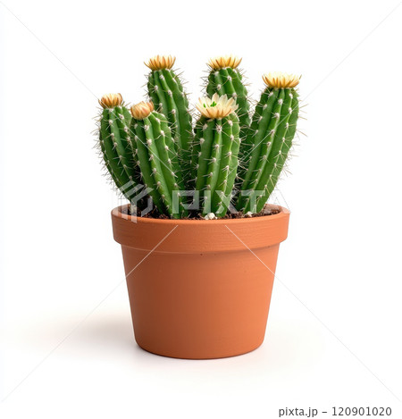 small blooming cactus garden in terracotta pot, vibrant and lively 120901020