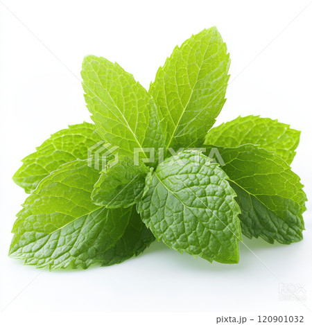 Fresh mint leaves with vibrant green color and textured surfaces 120901032