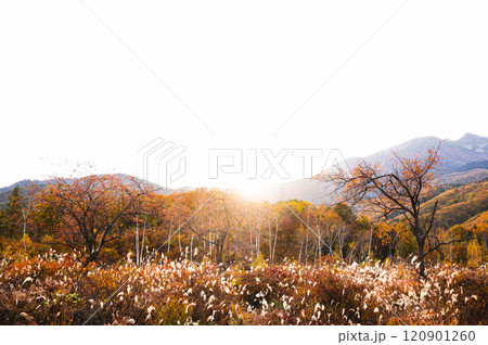 夕日射す晩秋の乗鞍高原 120901260
