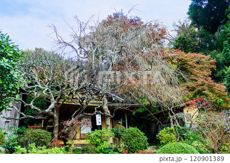 【神奈川】晩秋の鎌倉円覚寺 開基廟の垂れ桜 【神奈川】晩秋の鎌倉円覚寺 開基廟の垂れ桜 120901389