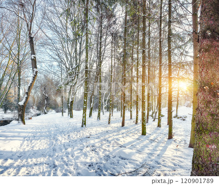 Outstanding winter sunset in city park with trees in the snow. 120901789