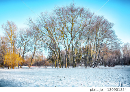 Breathtaking landscape with snow-covered trees in the city park. Breathtaking landscape with snow-covered trees in the city park. 120901824