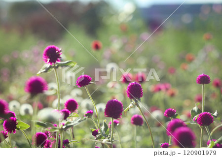 千日紅 千日紅 120901979