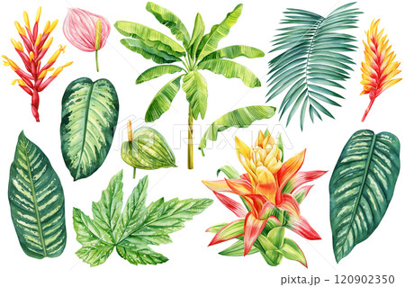Tropical flowers. Hand-painted palm leaves, foliage on isolated background, vibrant exotic plant botanical illustration Tropical flowers. Hand-painted palm leaves, foliage on isolated background, vibrant exotic plant botanical illustration 120902350