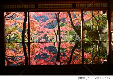 窓から見える紅葉 120902675