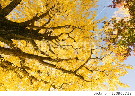Yellow Ginkgo Trees in Japan 120902718