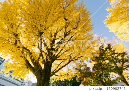 Yellow Ginkgo Trees in Japan 120902743