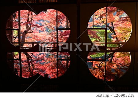 祐斎庭の紅葉 120903219